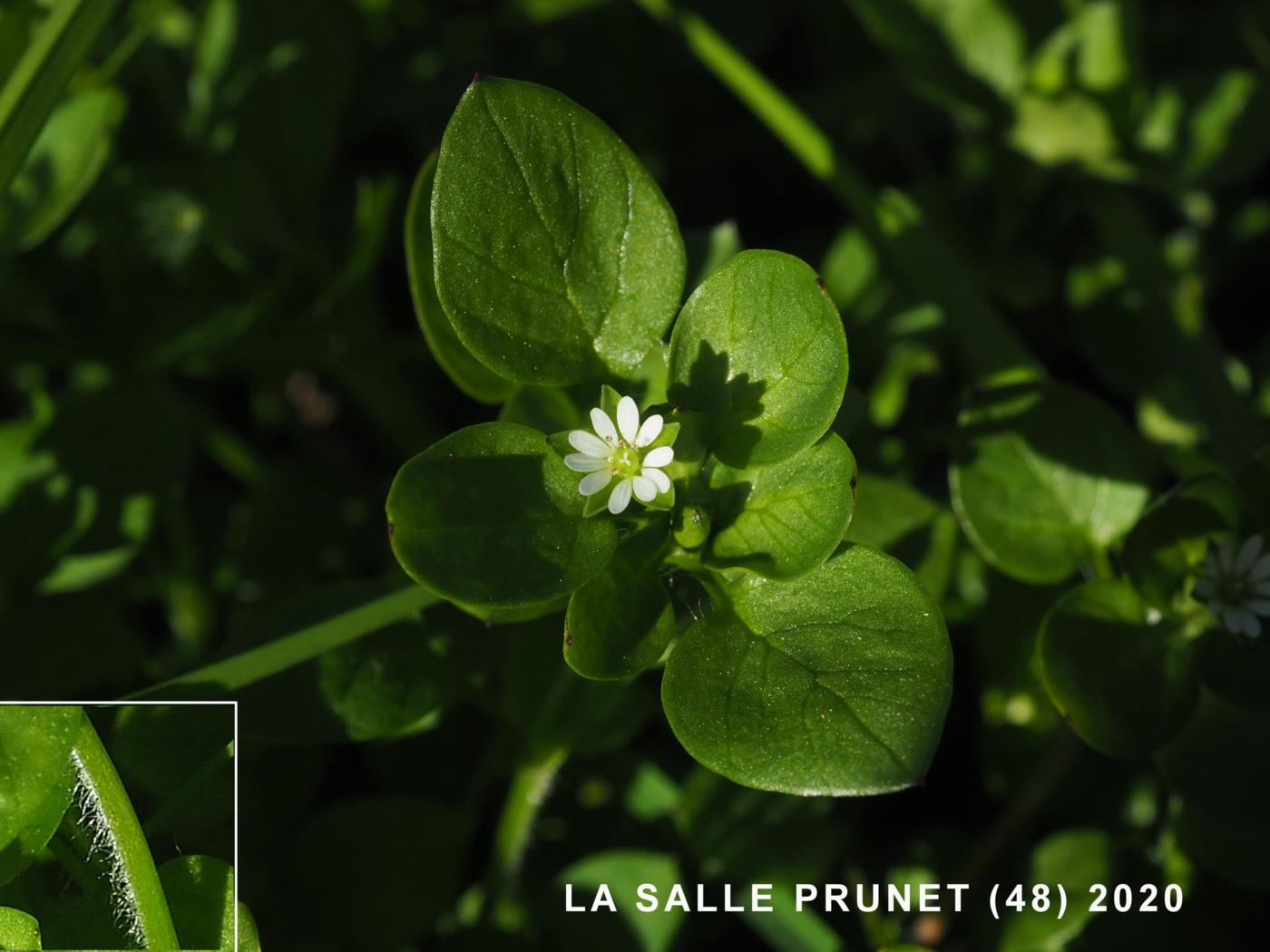 Chickweed leaf